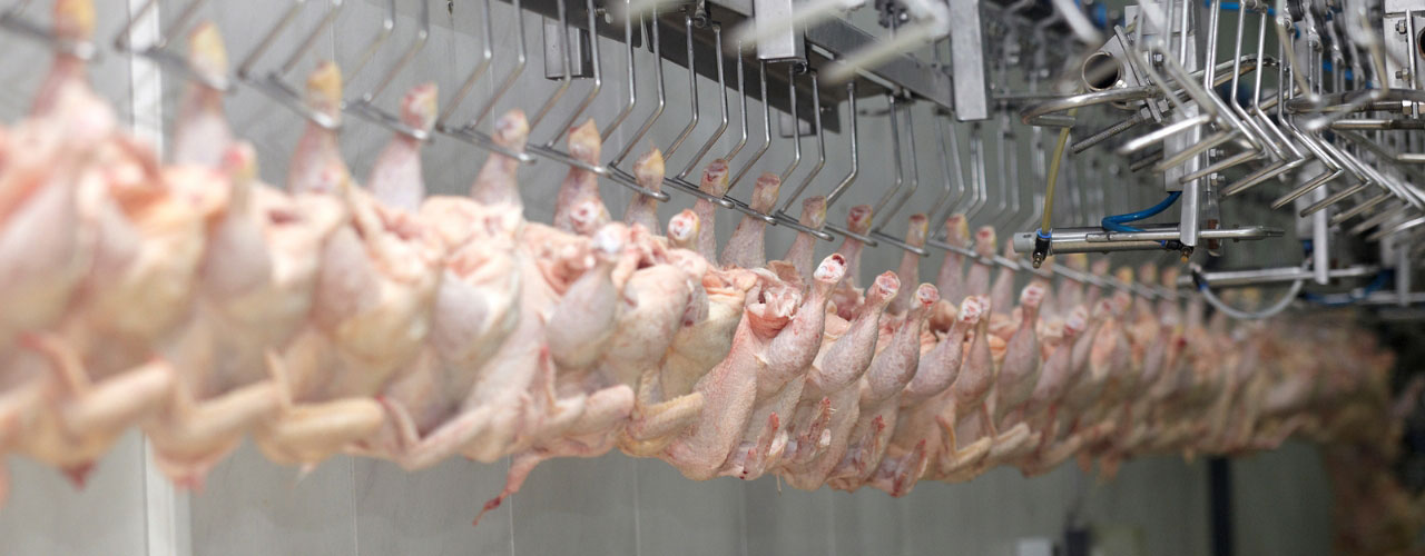 Poultry Processing Facilities